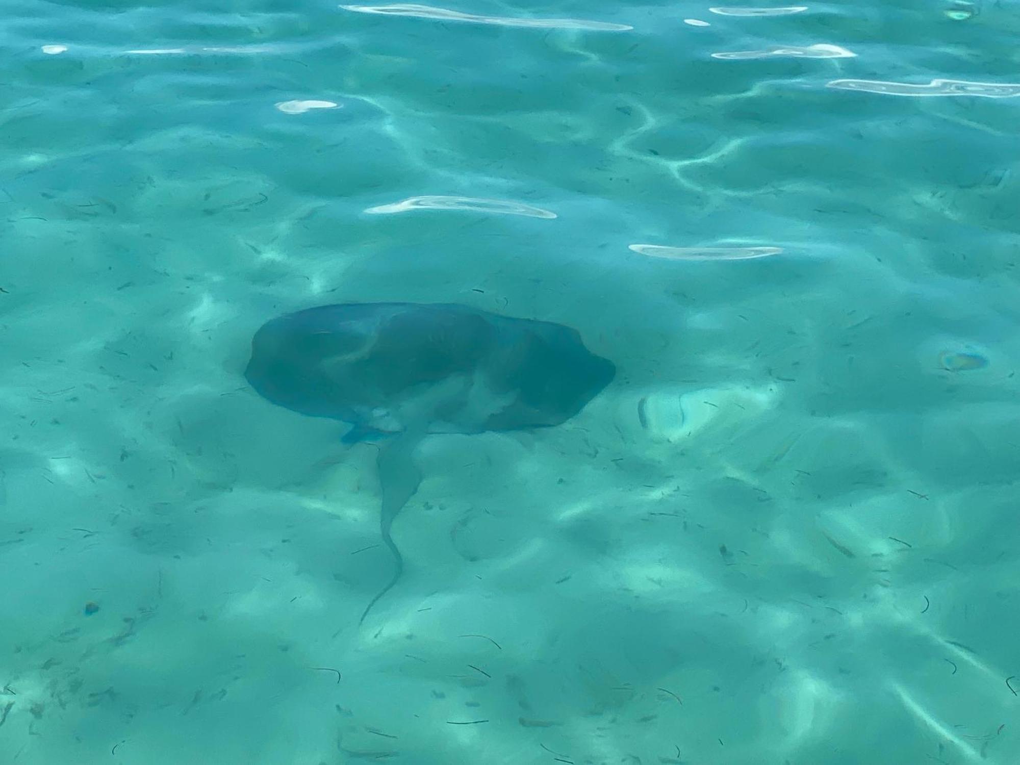 Dolphin Blue Paradise โบกัสทาวน์ ภายนอก รูปภาพ